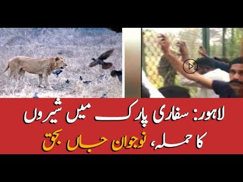 Lahore: Lion attacks 17 year old boy in Safari park
