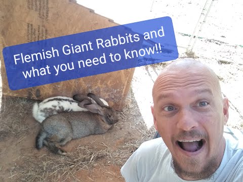 Flemish Giant Rabbits and why you need them!!