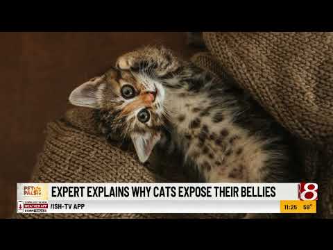 Pet Pals TV: Expert explains why cats expose their bellies