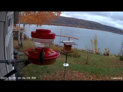 Anna's Hummingbirds - November 9, 2021