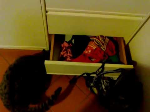 Non è stato un fantasma, ma il gatto!