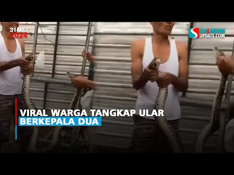 Viral Warga Tangkap Ular Berkepala Dua
