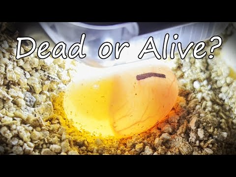 Dead or Alive? Detailed Turtle Egg Candling and inspection of eggs. How to tell Fertile vs Infertile