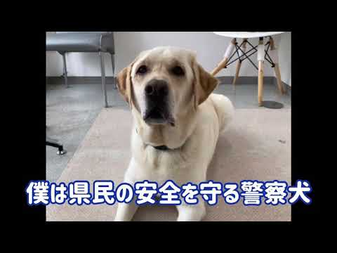 ワンワンU・x・Uお悩み相談室4️⃣3️⃣〜坂井市「フクくん」万が一の事故の際は #負傷者の救護 #警察への通報を👮‍♂️