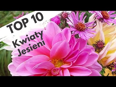 , title : 'TOP10  Kwiaty  kwitnące jesienią!! Te rośliny warto mieć w swoim ogrodzie!'