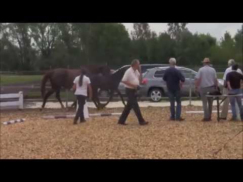 Lencius v. Lossow bei der Fohlenmusterung