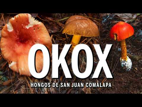 OKOX (Documental sobre hongos en San Juan Comalapa)
