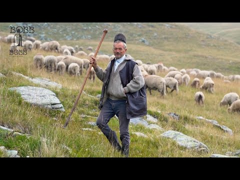 Coborâtul oilor din munții Retezat | Ciobanii erau cei mai APRECIAȚI | Câine care a pus GURA pe LUP