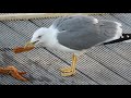 Seagull Eats Starfish Sea Stars
