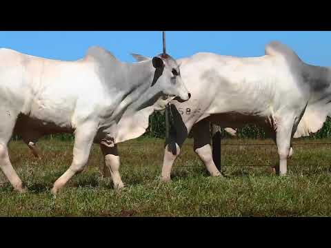 LOTE 33   OCS   5875 e 5933