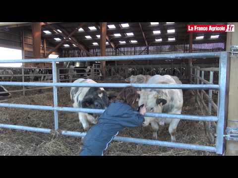 , title : 'Vaches laitières : Une méthode pour détecter rapidement les cétoses'