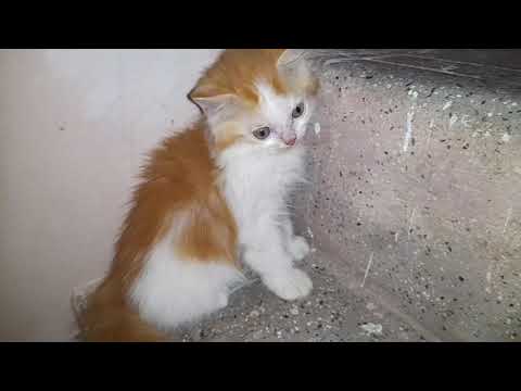 cute funny cat playing video
