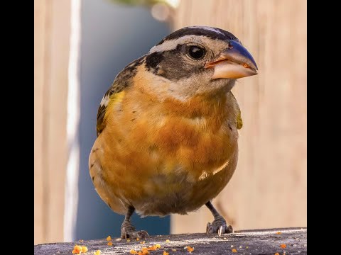 Glezgovec čiernohlavý (Pheucticus melanocephalus) — správanie, biotop a hlas
