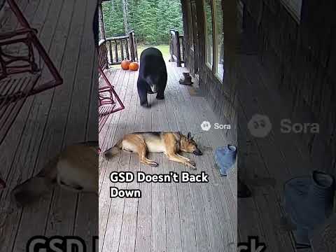German Shepherd Vs Bear