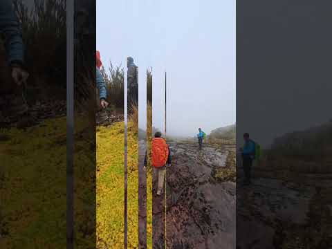 senderismo caminata laguna panda o de Fausto / Guasca cundinamarca. #insta360 #caminata #colombia