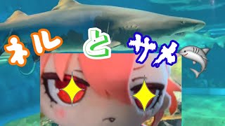 【ブルアカ】ネルとサメとカワウソと…？ in大洗水族館 後編