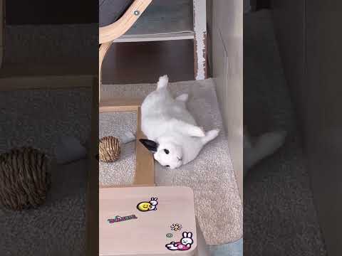 도무지 일어날 생각이 없는 봄달이