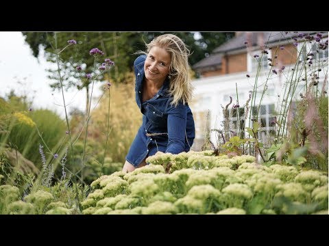 セダム「オータムジョイ」 植物