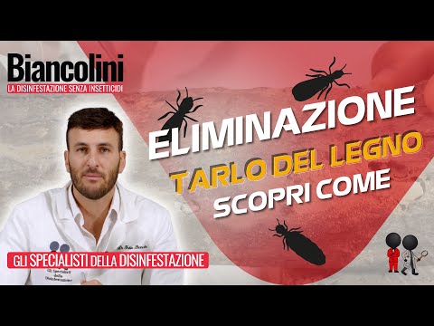 Medicina per lyambliya in un corpo umano Chilocaloria su uova un verme di regola