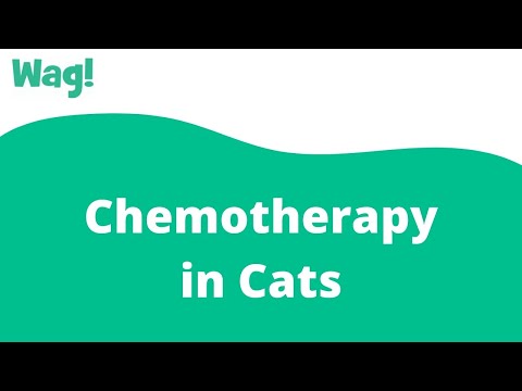 Chemotherapy in Cats | Wag!