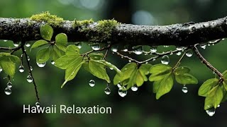 Pluie en Forêt | Détente Sommeil Acouphènes 🌱 Rain in Forest | Relax Sleep Tinnitus | SONOTHERAPIE