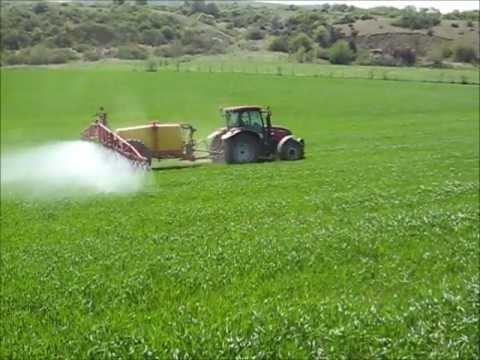 Case Ih Mxu Maxxum 115 + Rau Búza permetezés.