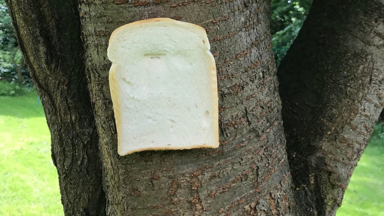 r/BreadStapledToTrees | REDDIT RAP