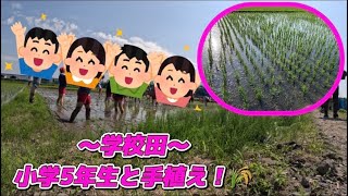 【今年も！】〜学校田〜小学5年生と手植え！🌾【盈科】
