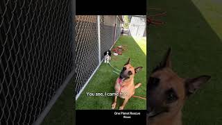 Video preview image #1 Mutt Puppy For Sale in San Jose, CA, USA