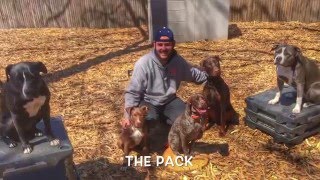 Download Lagu NY, CT, MA Dog Trainer: Pit Mix with Amazing Obedience-Best Dog Trainers in NY, MA, u0026 CT Thumbnail