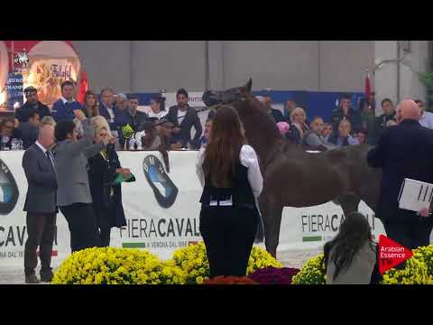 N.145 KHALY NUR - Verona 2017 - 2 Years Old Colts (Class 4)