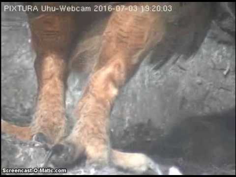 03/07/2016  Lotte´s limping leg - slow mo 1