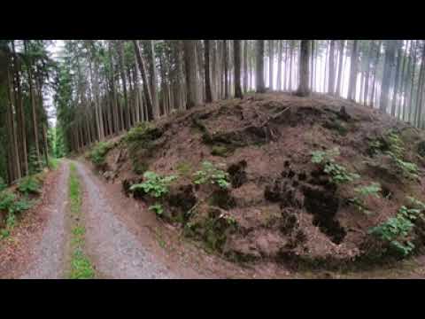 8K 360° Forest Walk | Immersive Nature Sounds