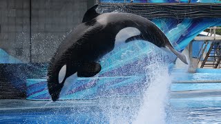 One Ocean (Full Shamu Show) at SeaWorld Orlando - May 24, 2017
