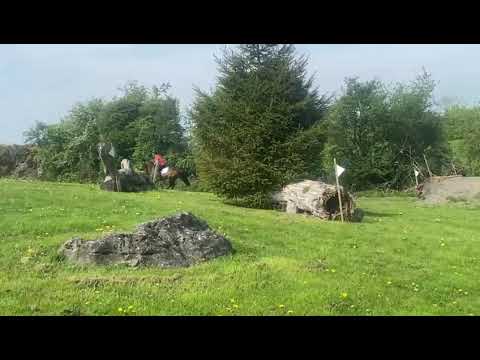 Smashing 15hh 4yo Connemara - Image 2