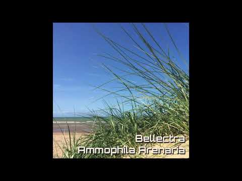Bellectra: Ammophila Arenaria