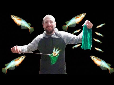 How To Breed: Daisy's Rice Fish (Oryzias Woworae)