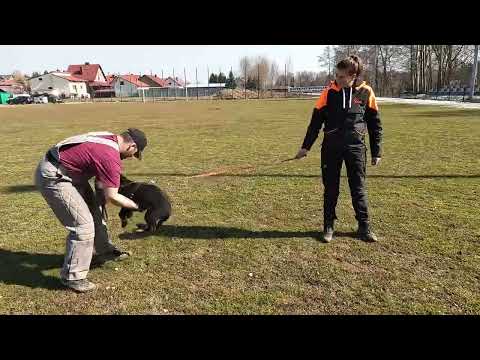 DAKOTA vom Peiner Burgpark 3 monate alt - erste schutzdienst
