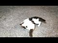 Kitty Cat Aggressive Fight To The Dead Black Vs White Gray Baby Cat