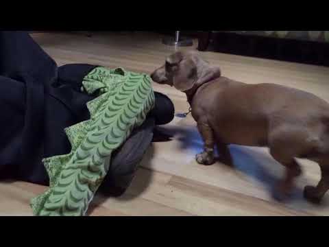 Harley Saves The World