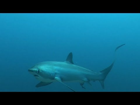 Oceana: Thresher shark facts