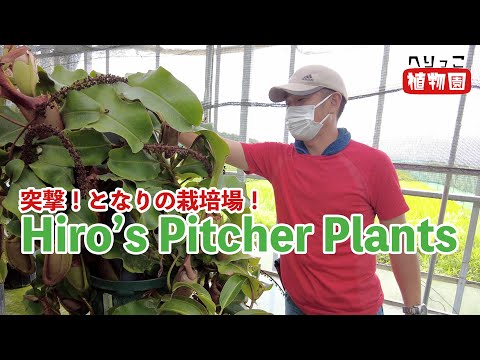 園芸 ピッチャープラント、パープルピッチャープラント