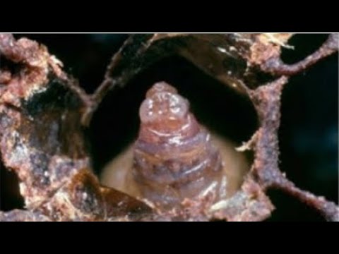 205-ANİ KOLONİ ÇÖKÜŞ SENDROMU'NUN SEBEBİ BULUNDU: TORBA KULUÇKA HASTALIĞI (Sacbrood Virus) VE VARROA