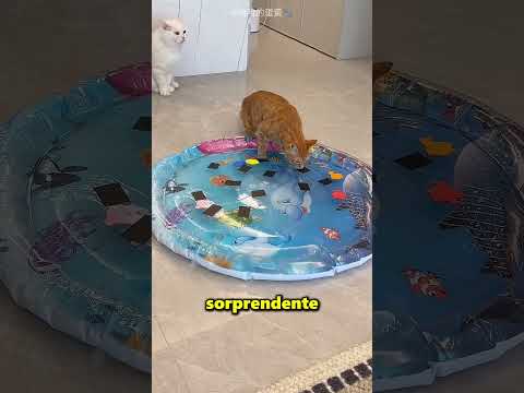 Ecco perché non devi comprare un letto d'acqua per il tuo gatto 😱