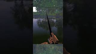 [4K] 1 Bluegill 8.7" 🐟 Catching 🎣 Fishing Planet #shorts #shortvideo #short #gaming #gameplay #games