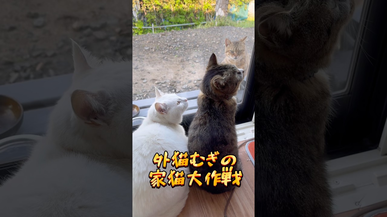 家猫になりたいむぎが我が家に来たのが昨年5月。まる兄率いる家猫軍団はむぎが苦手💧むぎの家猫大作戦の行方はいかに… #猫を救いたい #キャットレスキュー猫の鈴#外で生きる猫