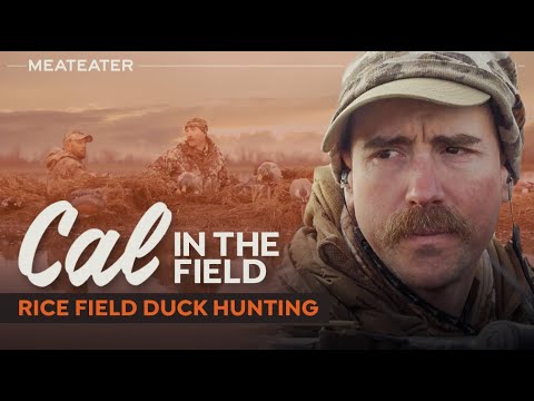 Rice Field Duck Hunting | S3E01 | Cal in the Field