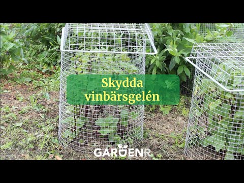 Skydda bären - Trädgårdshacks med GardenR