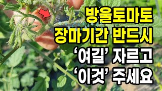 방울토마토 장마기간 반드시 여길 자르고 이것 주세요
