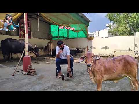 लंपी वायरस लक्षण, रोकथाम, उपाय (Skin disease treatment for cow)
